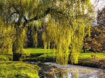 короткі вірші Тараса Шевченка для дітей