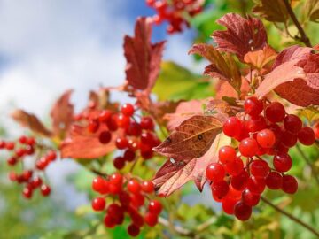 загадки про калину