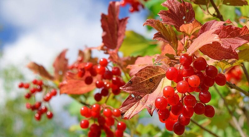 загадки про калину