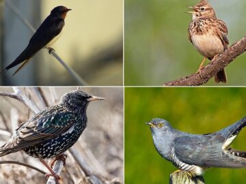 загадки про птахів що повертаються з теплих країв