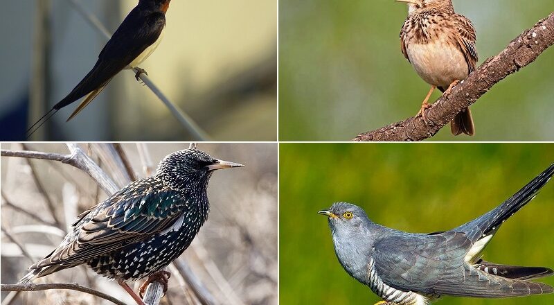 загадки про птахів що повертаються з теплих країв